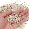 Tiny Sea Shells, Mixed 20g about 100pcs Ocean Beach Spiral Seashells Craft Charms for Home Decorations Candle Making, DIY Crafts Zpaxo 20g about 100pcs