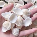 20pcs Natural Small White Clam Shells – Crafts & Beach Décor Natural Shell Craft Set Zpaxo 20pcs