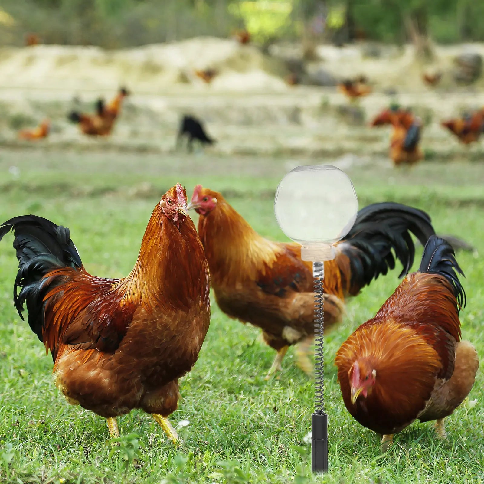 Chicken Enrichment Feeder Slow Release Wobble Dispenser Hanging Metal