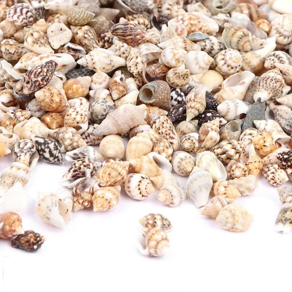Spiral Seashells Box – Beach Decor, Vase Filler & Crafts Decorative Seashells Zpaxo