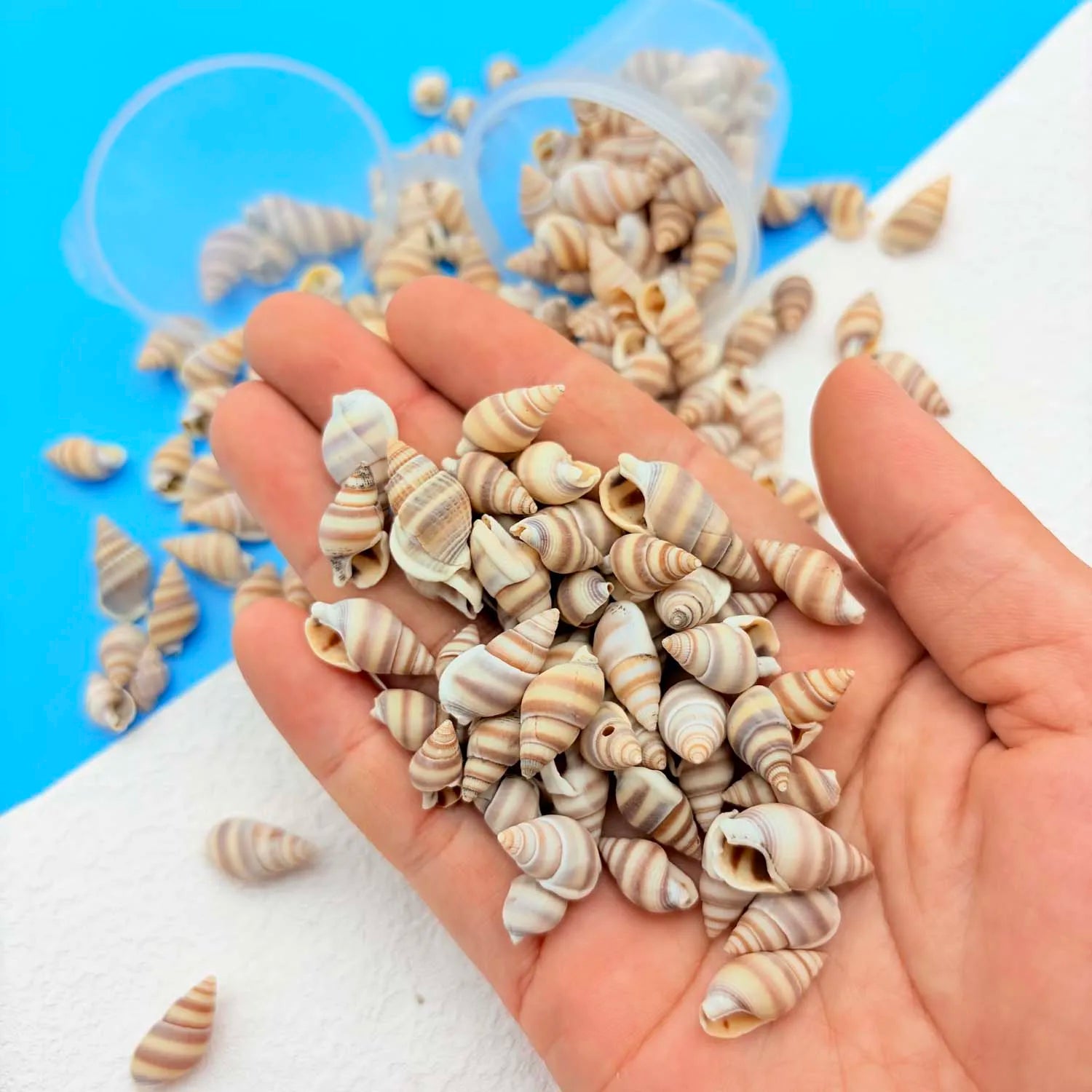 1Box Mini Sea Shells, Tiny Beach Shells,Seasnail For hobby, gift or decoration Art Crafts Projects Fish Tank Vase Fill Zpaxo