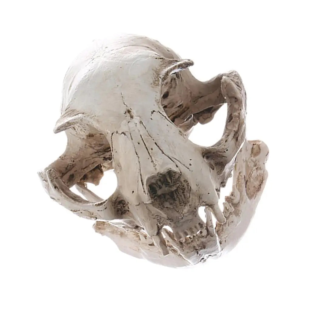 White Resin Cat Skull Model Collectible Figurine Nautical Statue Zpaxo White