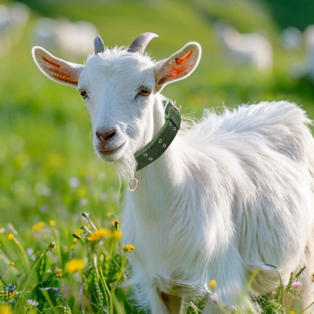 Sheep Collar Livestock Traction Necklace Abrasion-resistant Small