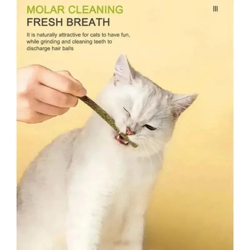 Natural Silvervine Catnip Chew Sticks – Cat Dental Toy 6-Pack