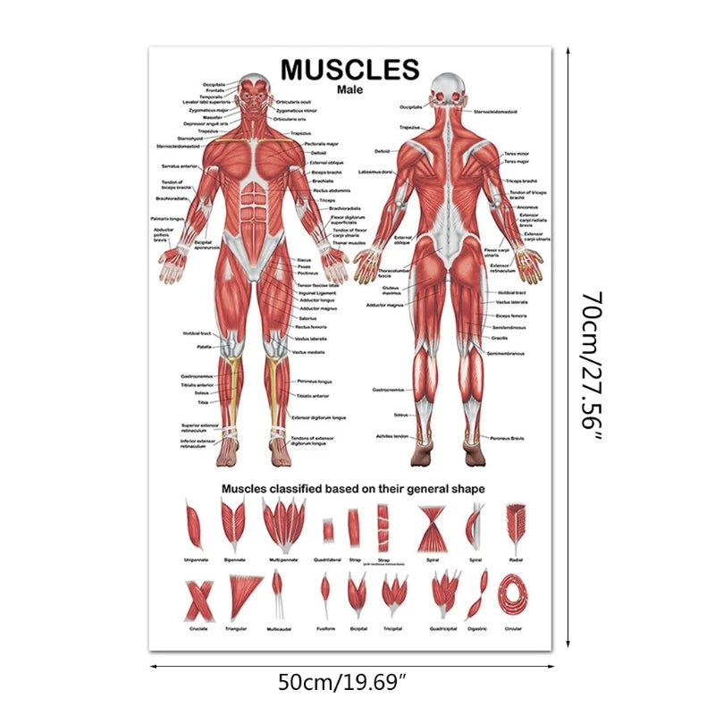 Professional Human Muscular System Anatomical Chart Muscle Anatomy