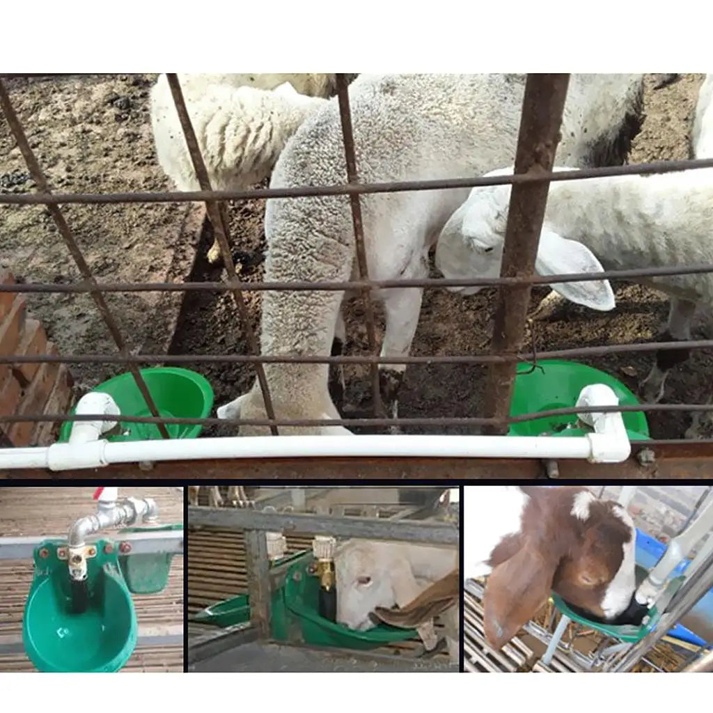 Automatic Sheep Water Bowl – Livestock Drinker for Goats & Calves Livestock Waterer Bowl Zpaxo