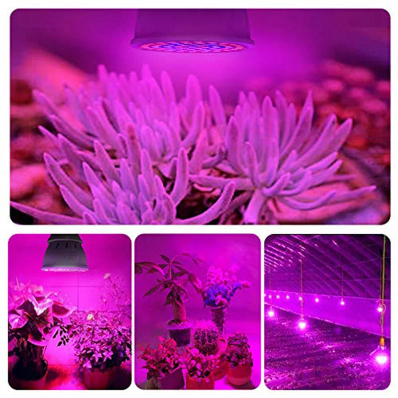 LED Grow Light Bulb E27 220V Full Spectrum 60/80LED Plant Lamp for Indoor Garden Seedling Greenhouse Hydroponics Grow Tent Zpaxo