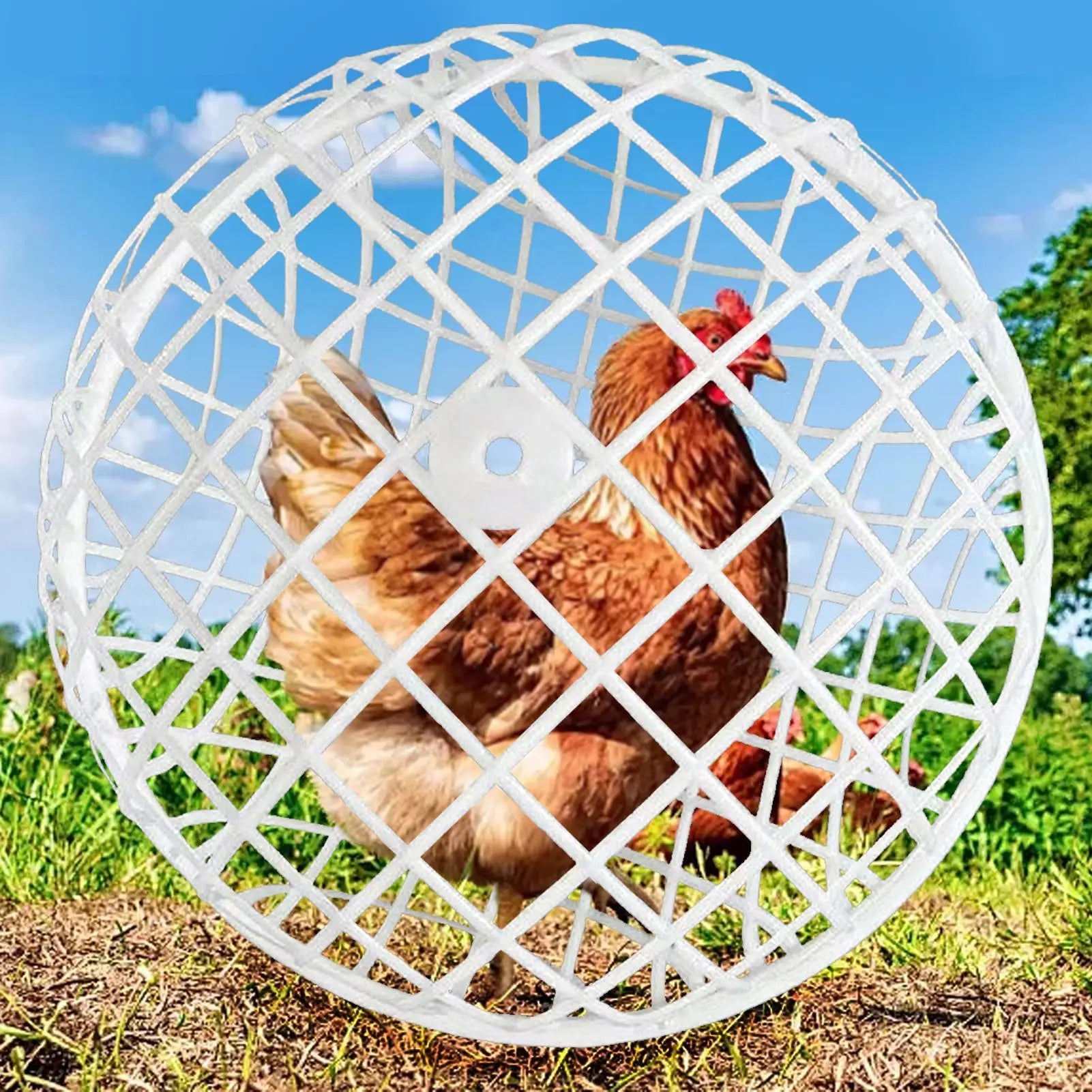 Spherical Chicken Ball Cage Outdoor Rolling Exercise Pen Safe Range