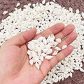 About 100pcs Natural White Beach Sea Shell BeadsTrumpet Spiral Seashells for DIY Craft Jewelry Making Wedding Party Home Decor Zpaxo about 100pcs