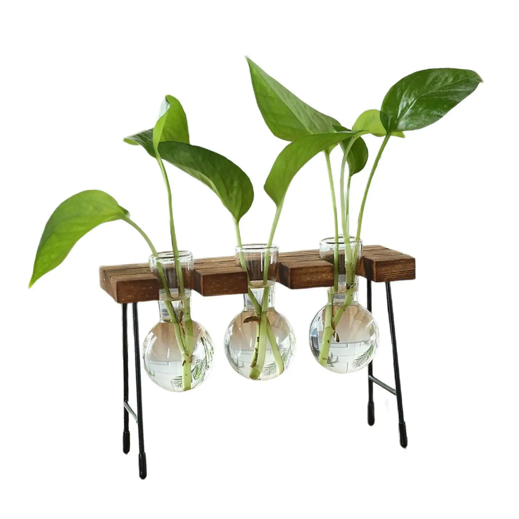 Hydroponic Glass Bud Vase with Wooden Stand | Tabletop Planter Glass Bud Vase Zpaxo Three bottles