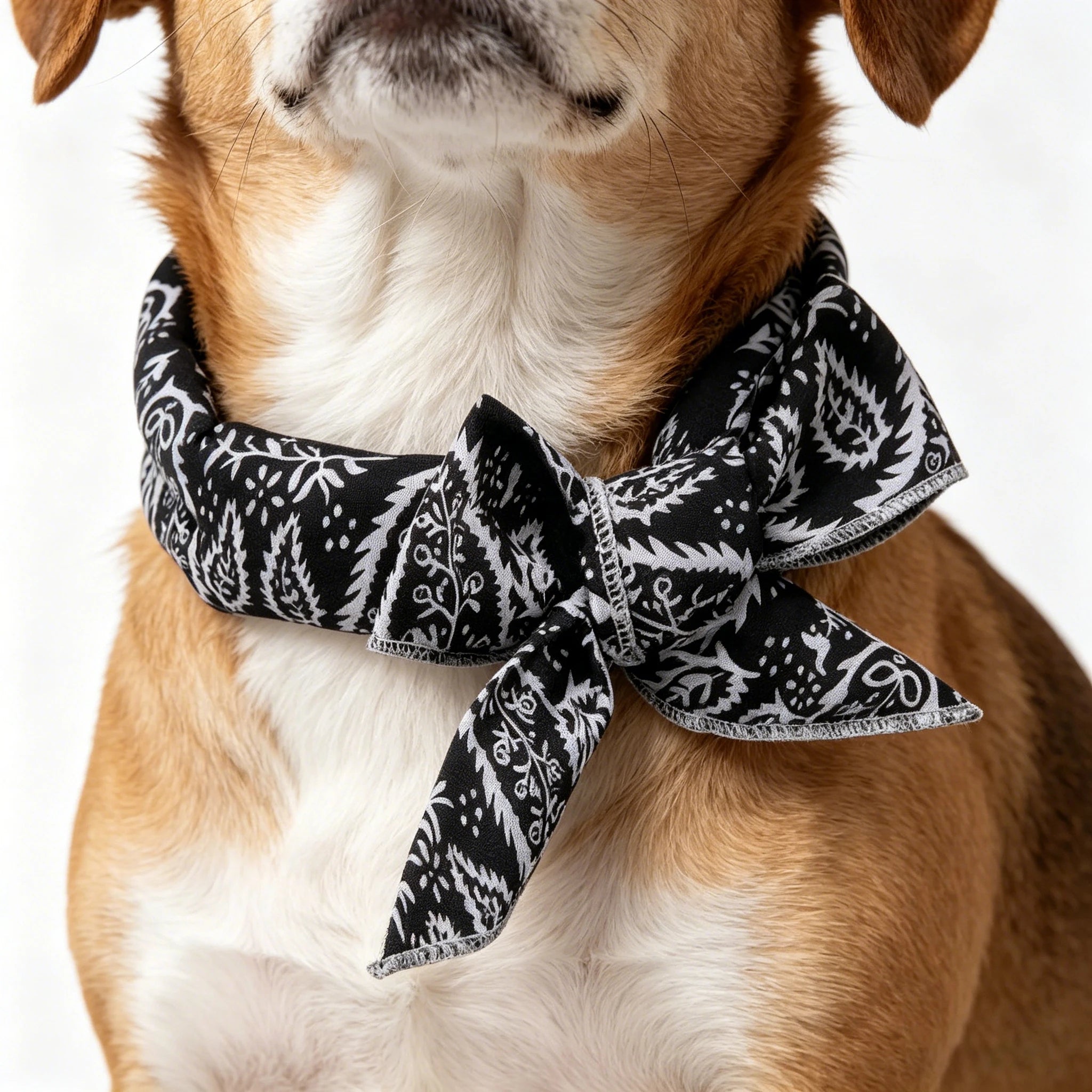 Cartoon Pet Cooling Neck Wrap Cat Dog Ice Scarf Summer Heat Relief Zpaxo Black 10PCS