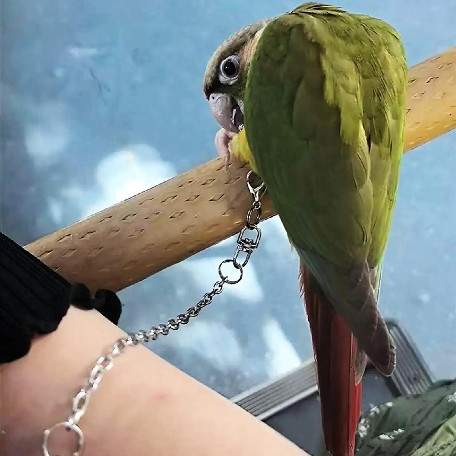 Parrot Training Rope with Clip Retractable Toys Bird Outdoor Flying Training Rope for Parakeet African Grey Cockatiel Macaw Zpaxo