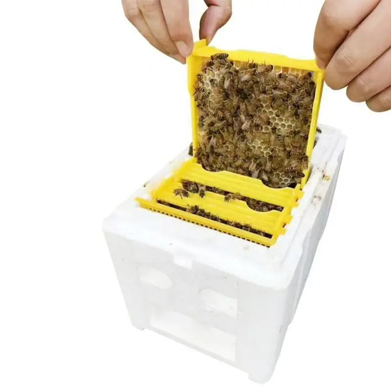 Queen Bee Rearing Mating Beehive Beekeeping Tools Foam Beehives Nuc