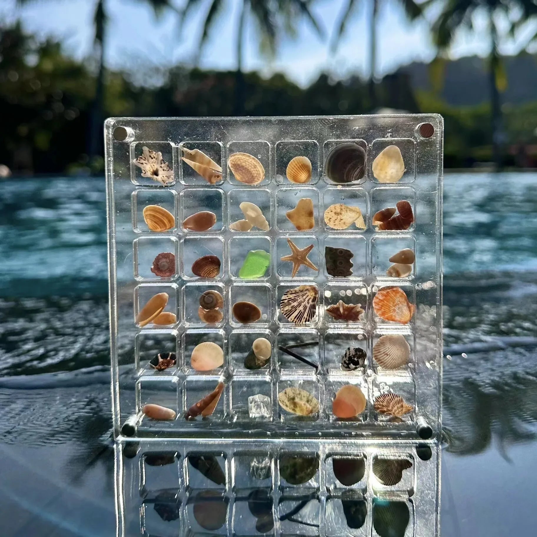 36 grids Acrylic Seashell Display Box with Magnets Durable Starfishs Trinket Storage Case for Bead Nail Jewelry Zpaxo