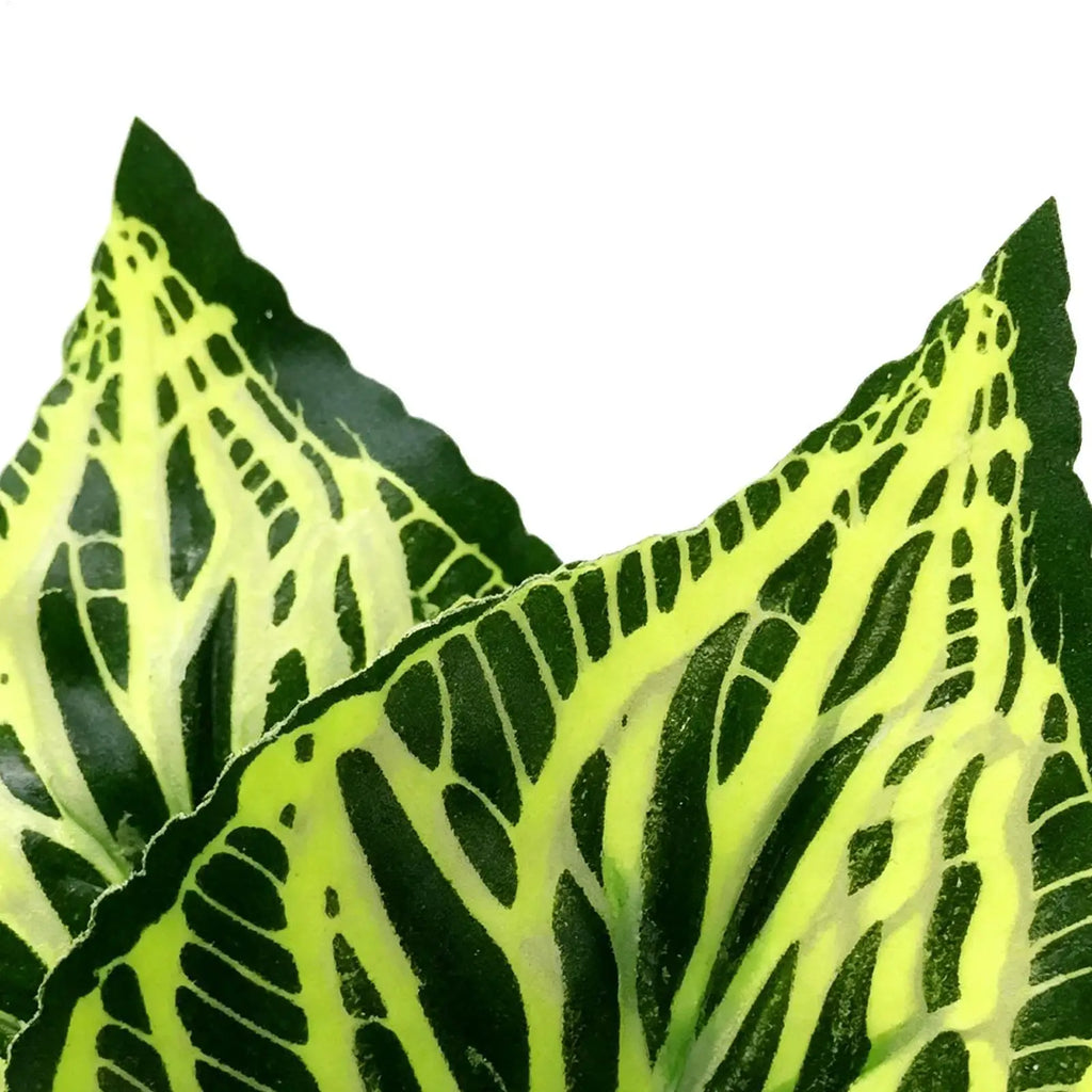 Betta Leaf Hammock Betta Fish Leaf Bed Resting Leaf Pad Natural Environment Fish Spawning Grounds Aquarium Fish tank decoration Zpaxo