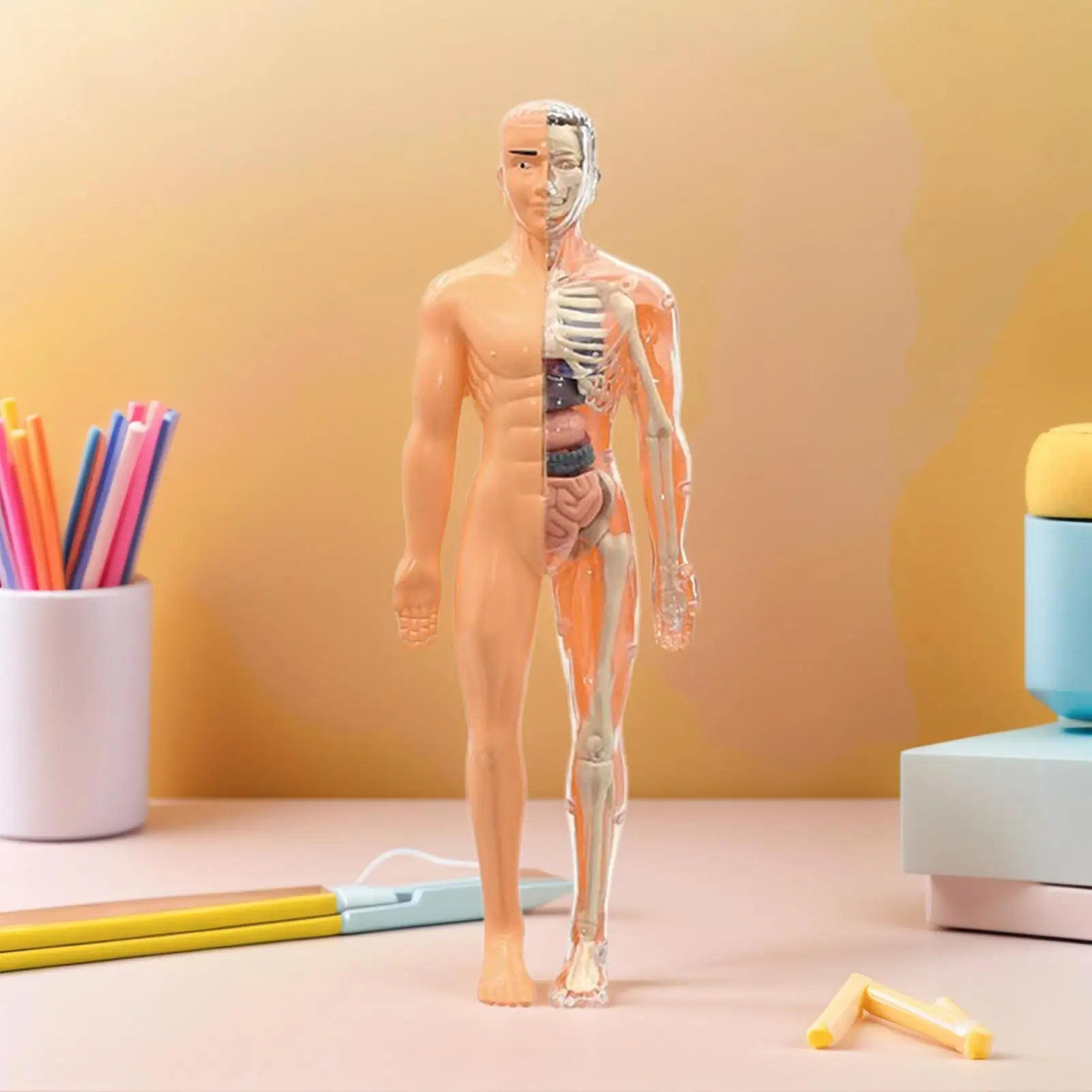 Anatomy Models Human Body 3D Human Skeleton Figure Toy Assembly Educational Toys For Kids Ages 6 School Classroom Teachers Zpaxo