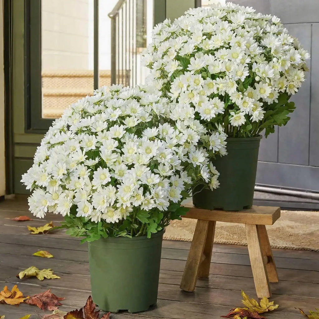 Artificial Mums Outdoors 10-Bundle Outdoor Sunset Fall Flowers