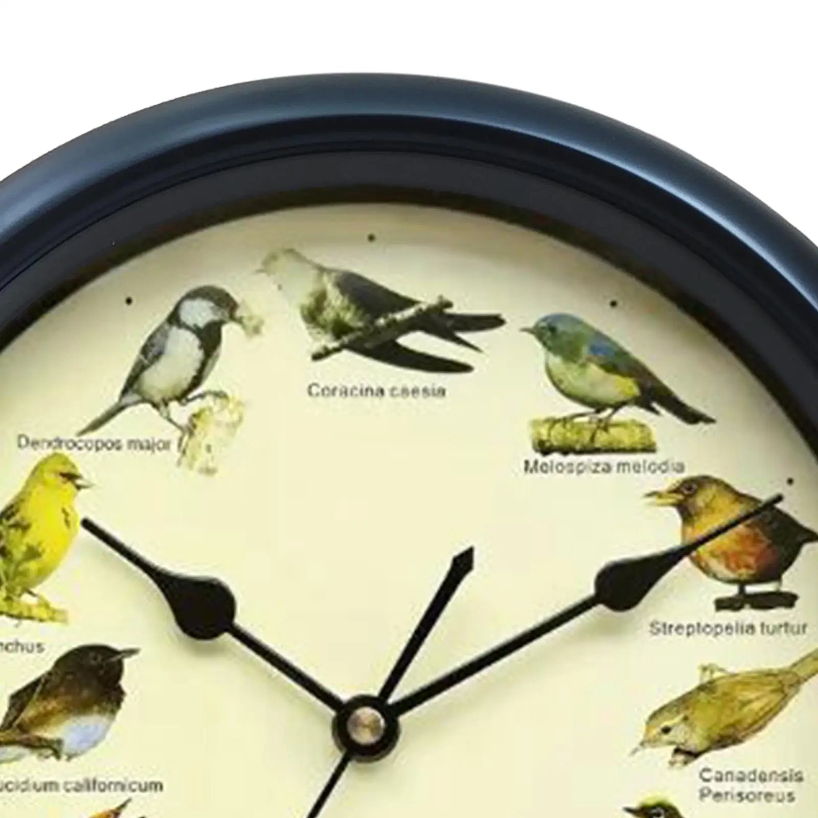 Musical Singing Birds Wall Clock – 12 Bird Calls, 10 Inch Decorative Wall Clock Zpaxo