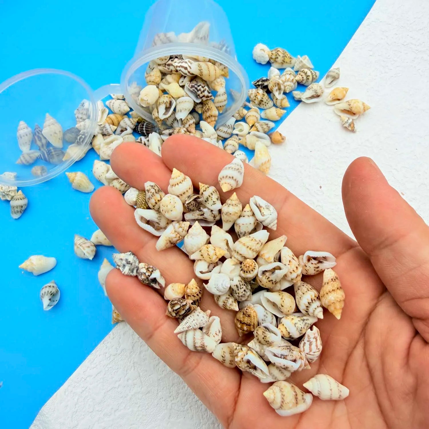 Seashells for Crafts, Jewelry Making & Beach Home Decor Craft Seashells Zpaxo