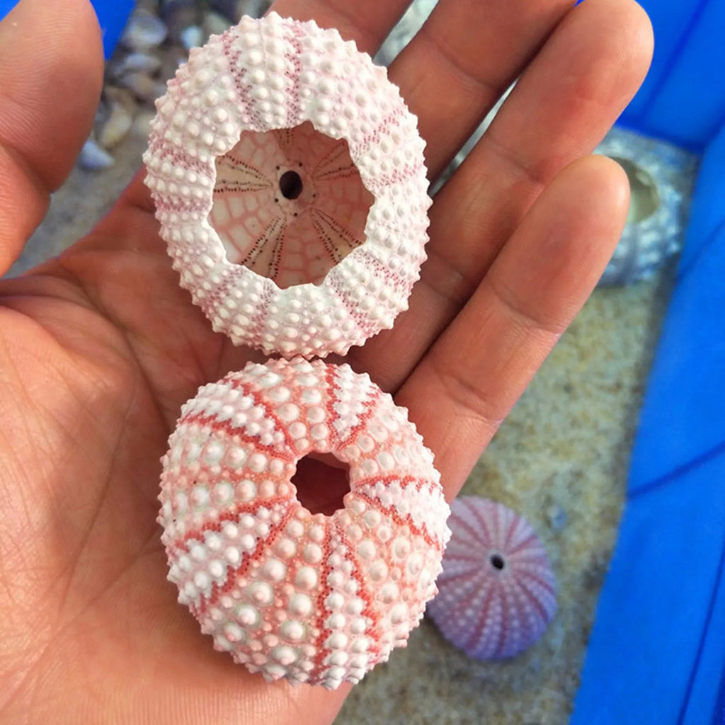 Sea Urchin Shells Creative Pineapple Plant Pots Natural Air Holders