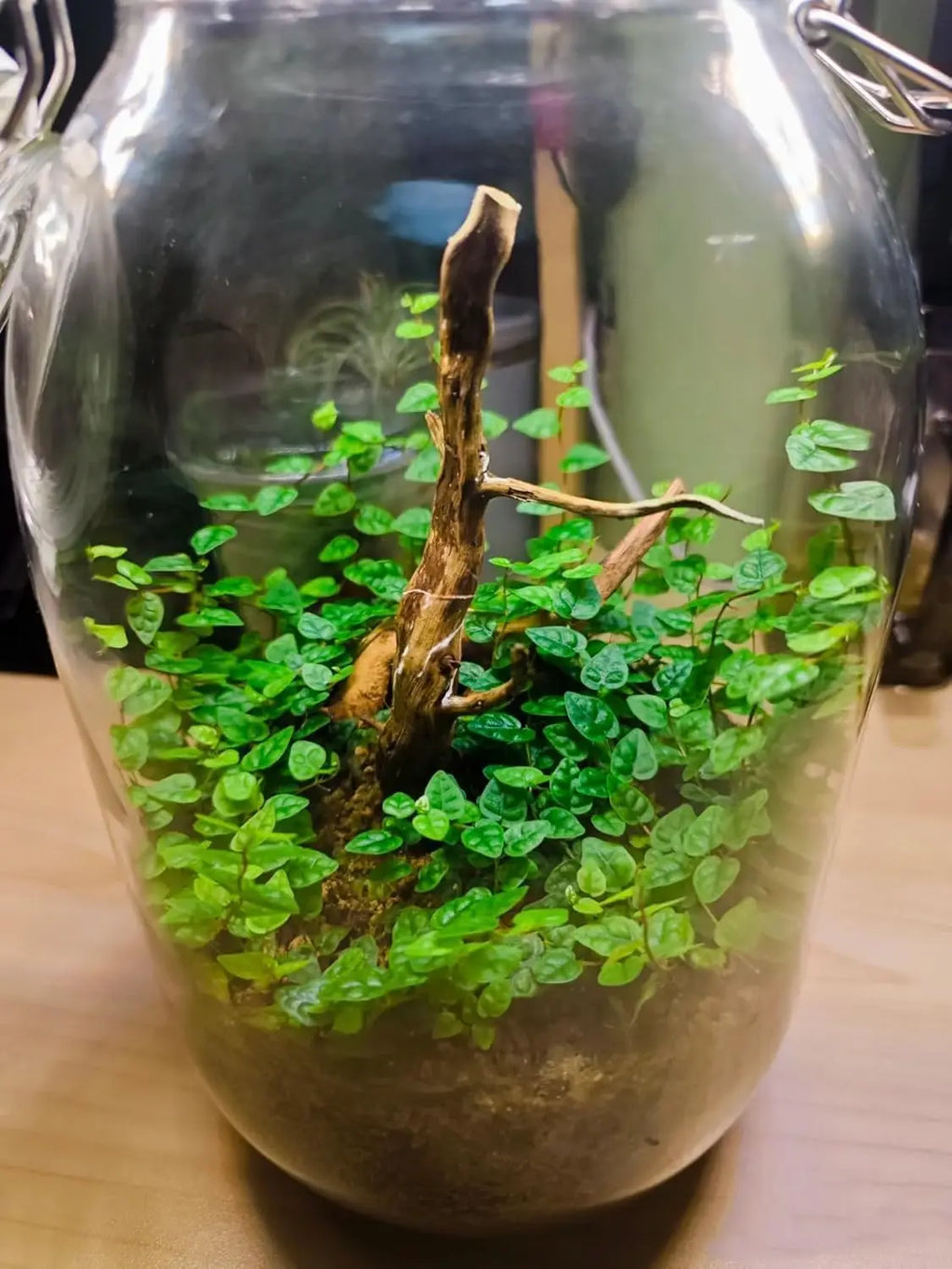 3PCS 10-15CM Driftwood Cuckoo Roots Dead-wood Tree Trunk Landscape Creative Reptile Cylinder Fish Tank Ornament Aquarium Decor Zpaxo