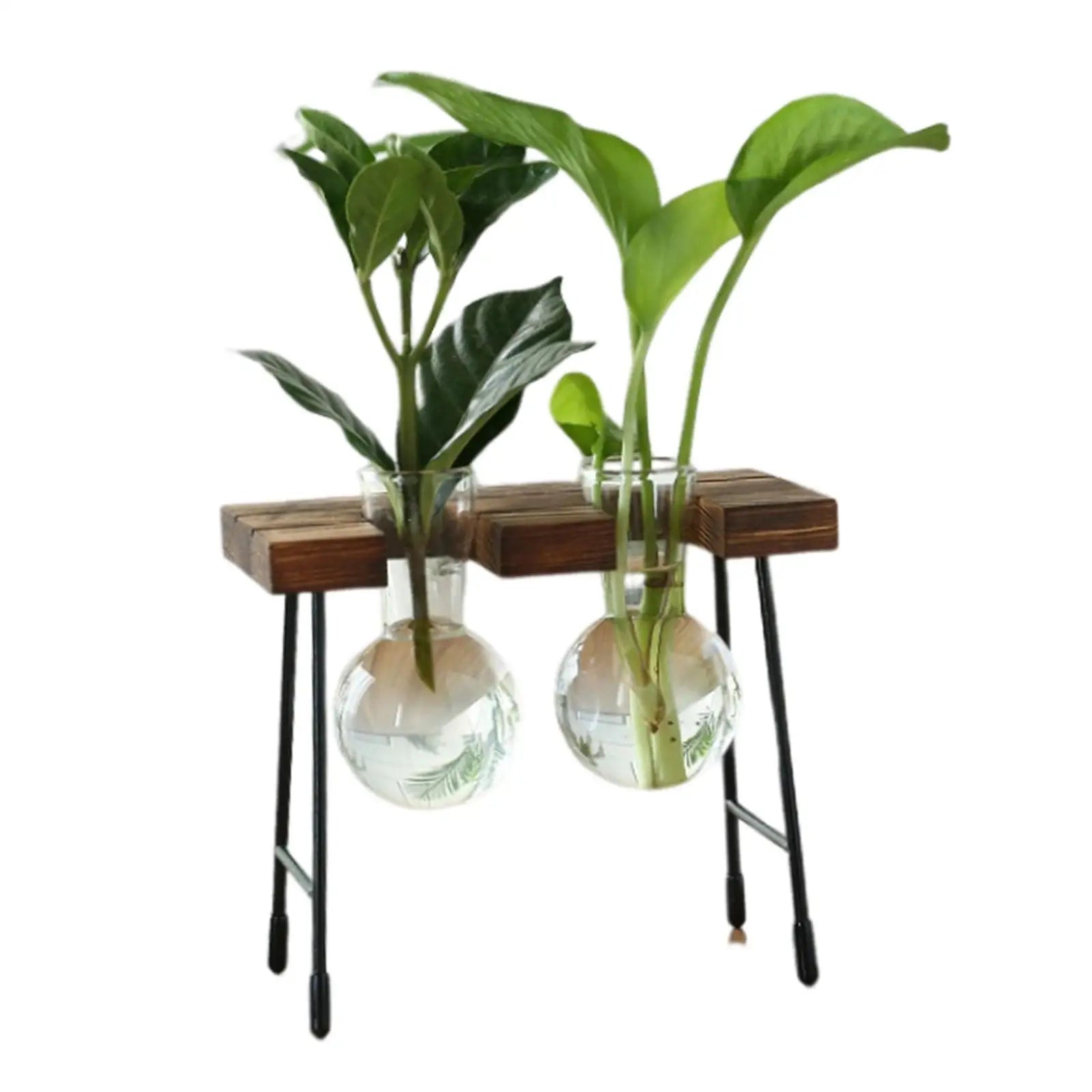 Hydroponic Glass Bud Vase with Wooden Stand | Tabletop Planter Glass Bud Vase Zpaxo Dual Bottle