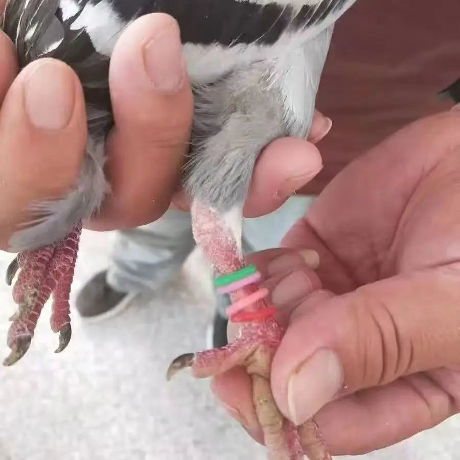 Mixed Colors Pigeon Bird Foot Rings Identification Quails Pigeons