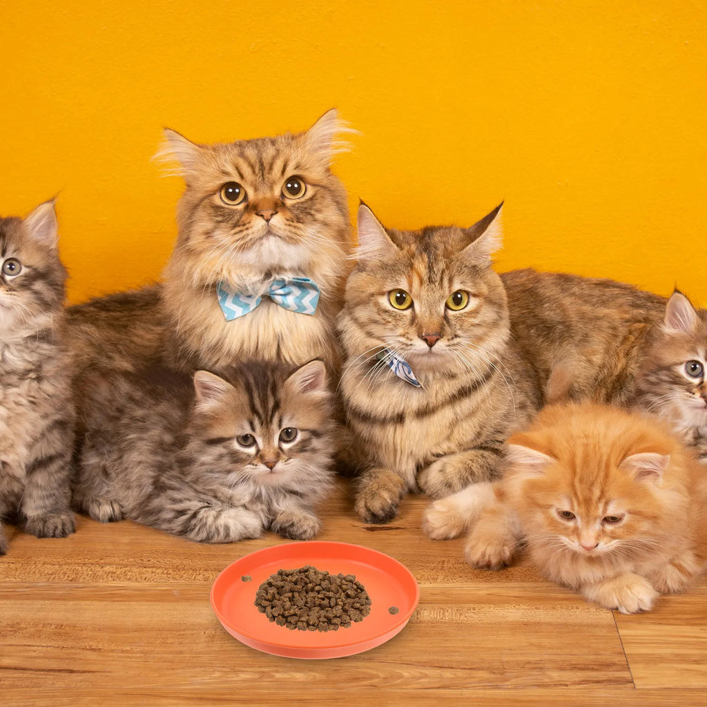 Pet Feeding Bowls Multifunctional Shallow Cat Plates Wet Food Dry