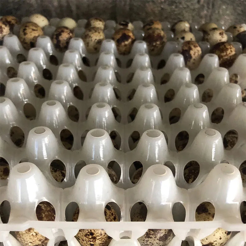 Plastic Quail Egg Tray Pigeon Holder Bird Crate Dividers Storage