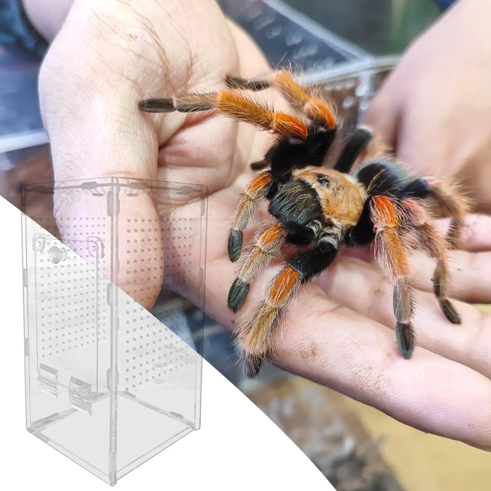 Jumping Spider Habitat Mantis Acrylic Terrarium Spider Enclosure Ventilated Reptile Animal Cage for Breeding Observation Frog Zpaxo