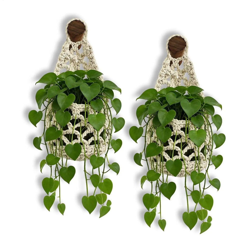 Boho Macrame Plant Hangerbasket Succulents Cotton Rope Woven Hanging
