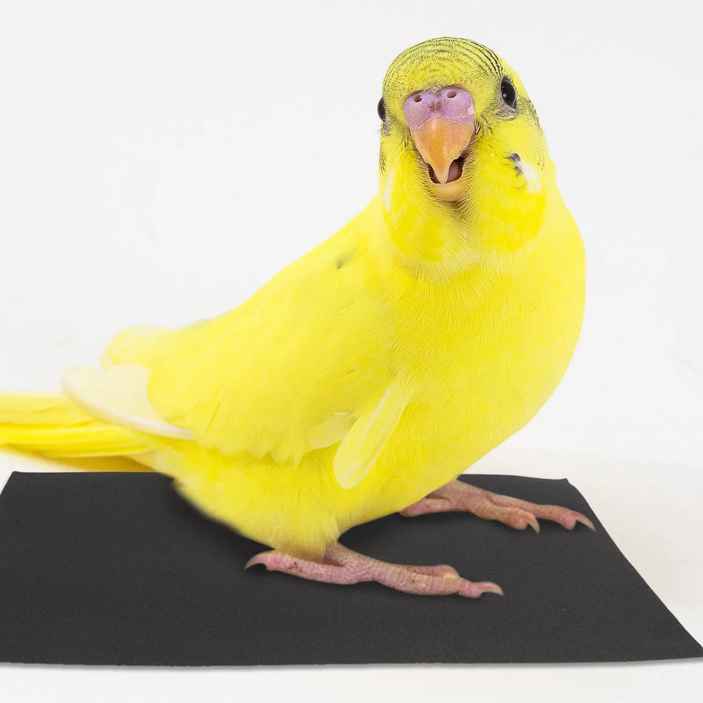 Pet Bird Sandpaper Sheets Fine Grit Abrasive Material Beak Claw Care