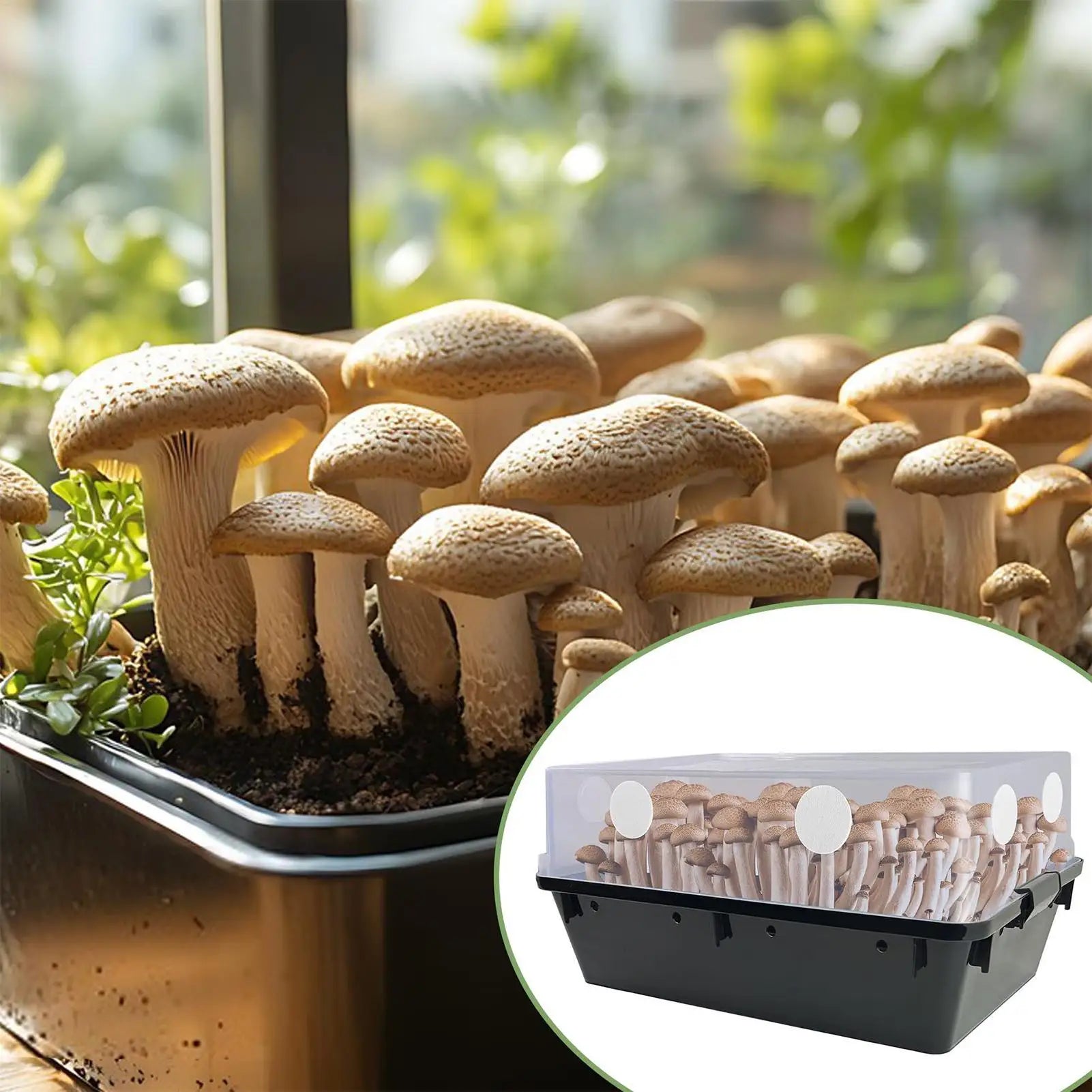 24x Mushroom Adhesive Filter Discs Moisture Preservation Grow Box