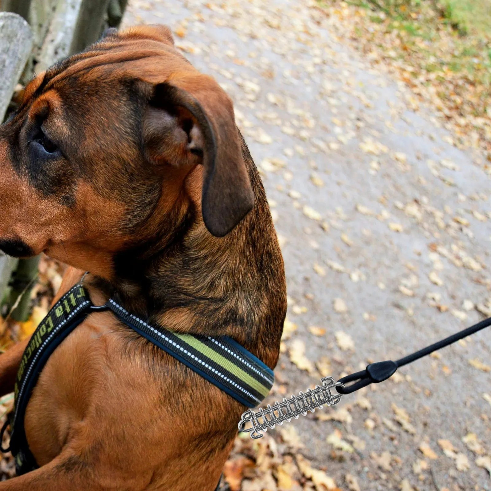 Stainless Steel Leash Spring Heavy Duty Dog Shock Absorber Large