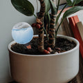 2Pcs Self Globes Automatic Plant Waterer for Succulents Indoor Outdoor Plant Irrigation System Globe Zpaxo Default Title
