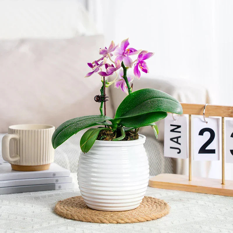 Automatic Water-absorbing Self-watering Plant Pots Vase Plastic Home Zpaxo