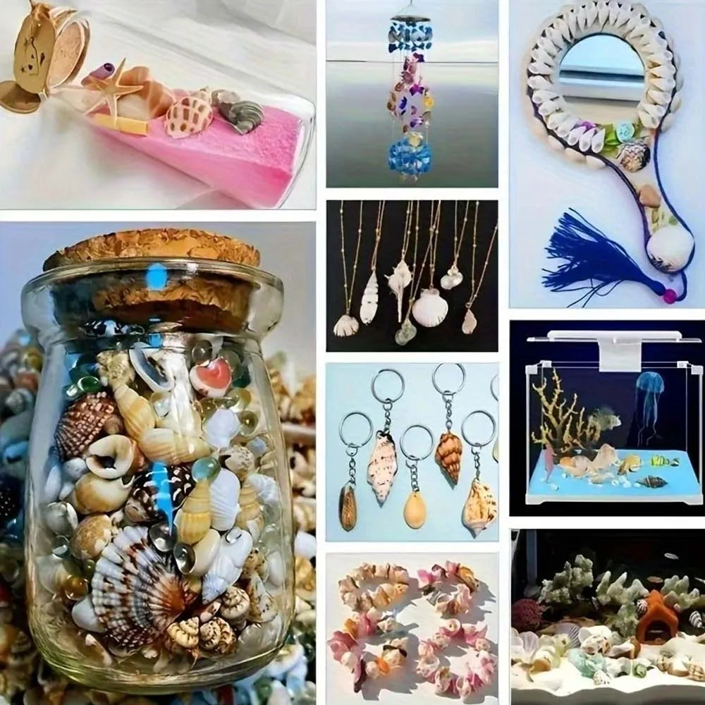 Seashells for Crafts, Jewelry Making & Beach Home Decor Craft Seashells Zpaxo