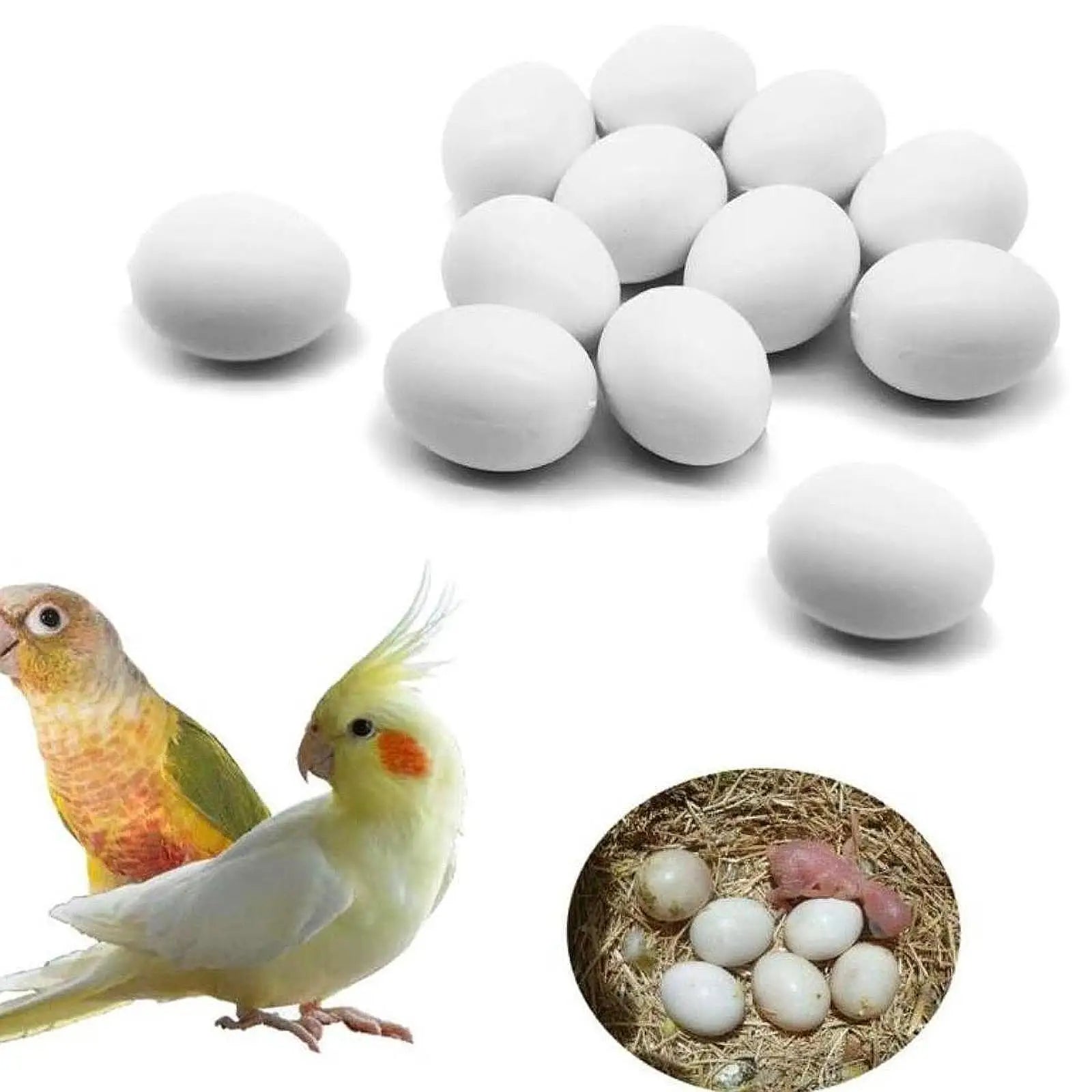 12x Solid Plastic Pigeon Eggs Home Decor Poultry Supply Artificial Easter Eggs Zpaxo