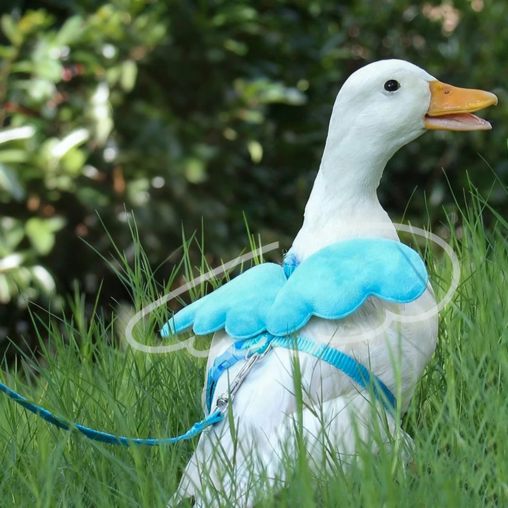 Angel Wing Small Pet Harness & Leash – Cats, Rabbits & Ducks
