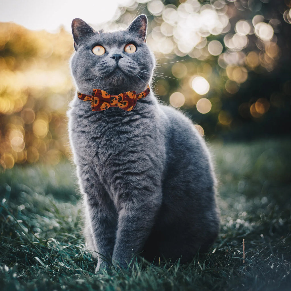 Halloween Bow Tie Pet Collar Adjustable Dog Necklace Design