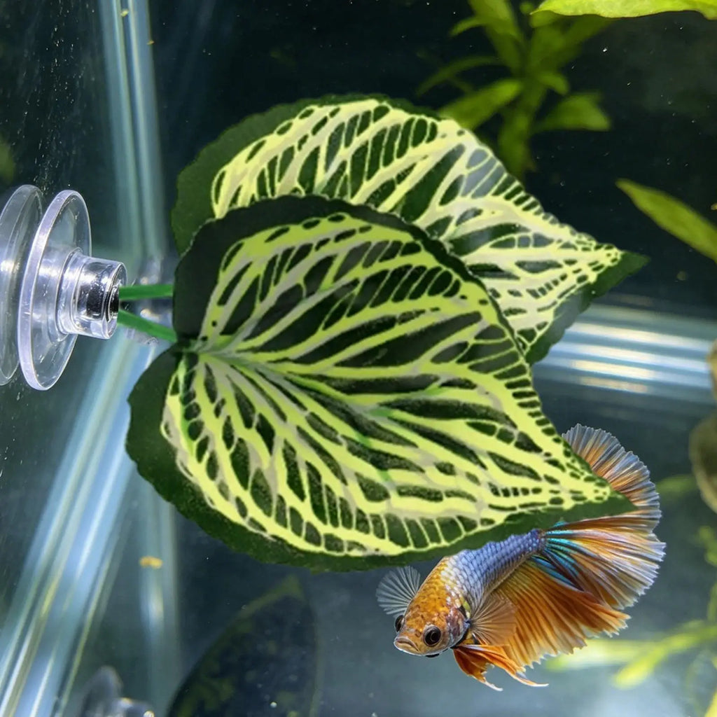 Betta Leaf Hammock Betta Fish Leaf Bed Resting Leaf Pad Natural Environment Fish Spawning Grounds Aquarium Fish tank decoration Zpaxo