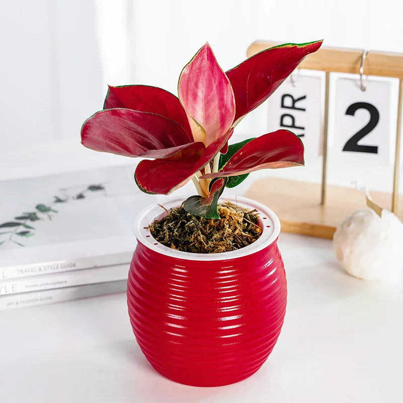 Automatic Water-absorbing Self-watering Plant Pots Vase Plastic Home Zpaxo