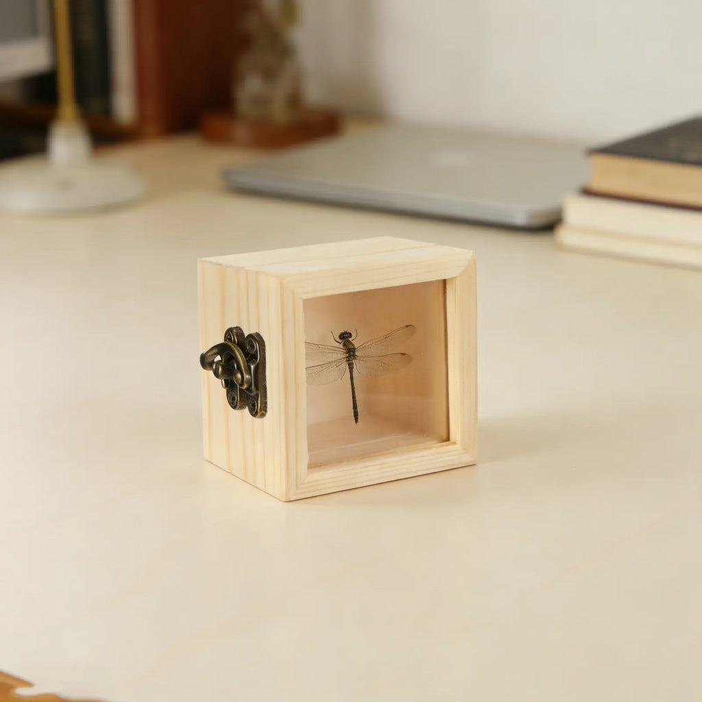Insect Display Box Natural Wood Clear Lid Specimen Storage Square