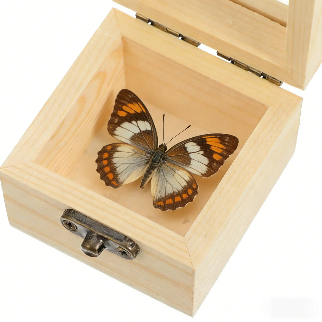 Insect Display Box Natural Wood Clear Lid Specimen Storage Square