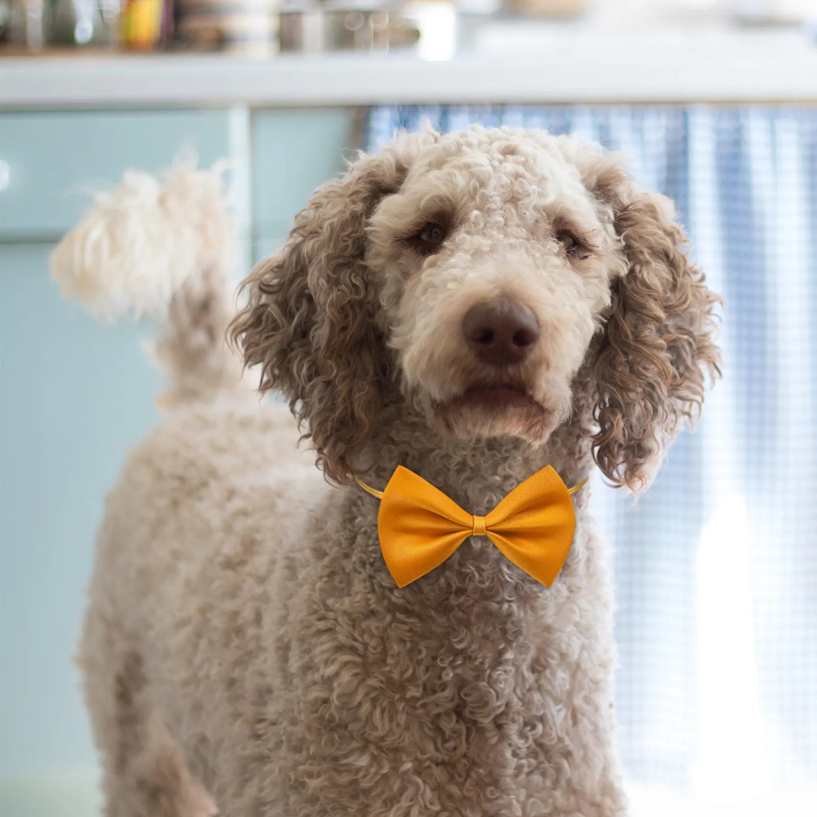 Pet Collar Adjustable Bow Tie Dog Cat Bows Kitten Easy Wear Party