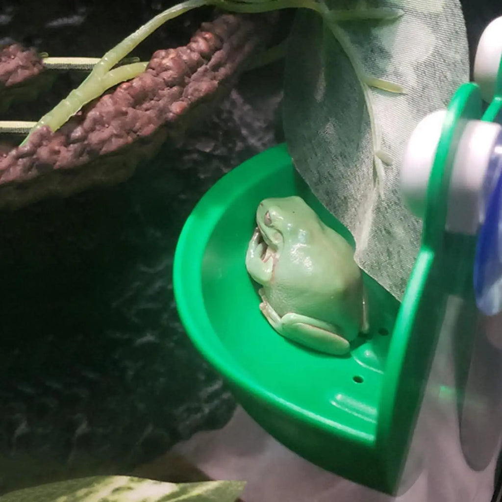 Frog Habitat Frog Holder Suction Cup Reptile Basking Area Resting Terrace Suction Cups Tank Decor ank Aquarium Aquascape Zpaxo
