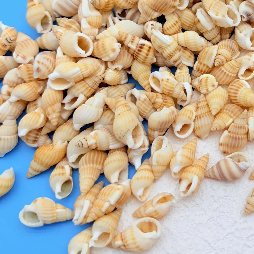 20g about100 PCS Tiny Mini Small Sea Shells for Crafting Spiral Conch Shells for Crafts Charms for Home Decorations Candle Decor Zpaxo 20g about100 PCS C