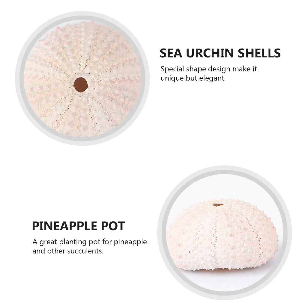 Sea Urchin Shells Creative Pineapple Plant Pots Natural Air Holders