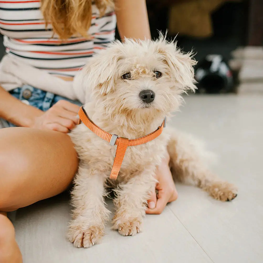 Pet Dog Harness Leash Cartoon Design Breathable Durable Puppy Walking