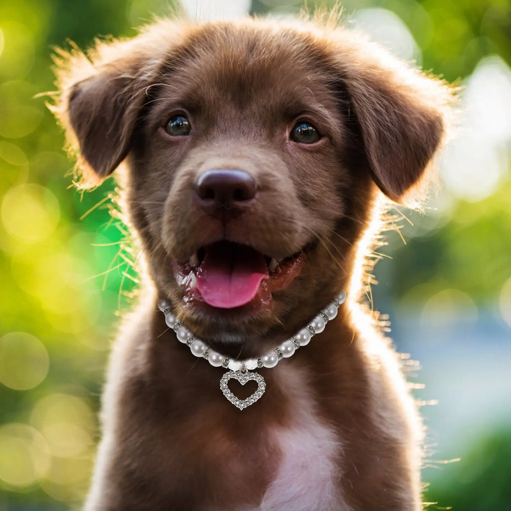 Dog White Pearl Collar Elegant Charming Lightweight Comfortable Pet